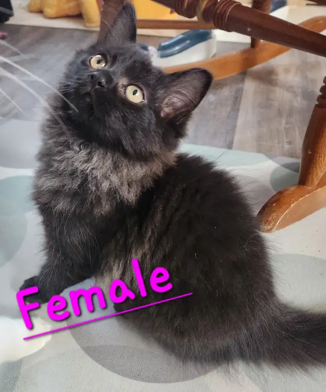 Beautiful Non-Traditional Female  Ragdoll  kitten - Photo 7