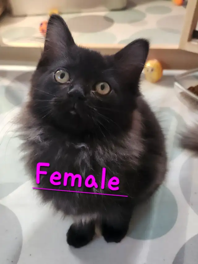 Beautiful Non-Traditional Female  Ragdoll  kitten - Photo 8