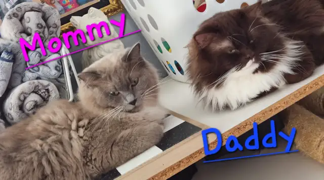 Beautiful Non-Traditional Female  Ragdoll  kitten - Photo 9