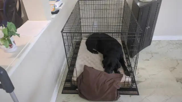 Dog Crate - large - free