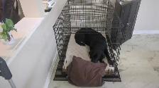 Dog Crate - large - free