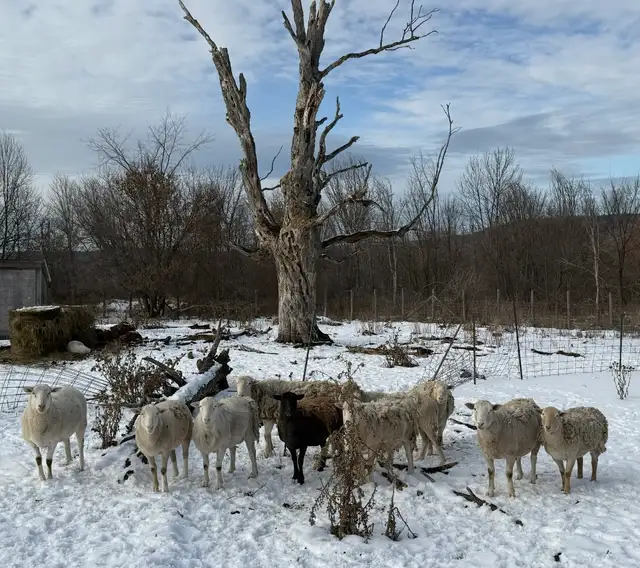 Katahdin Cross sheep