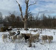 Katahdin Cross sheep