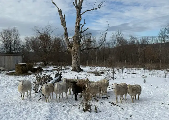 Katahdin Cross sheep - Photo 2
