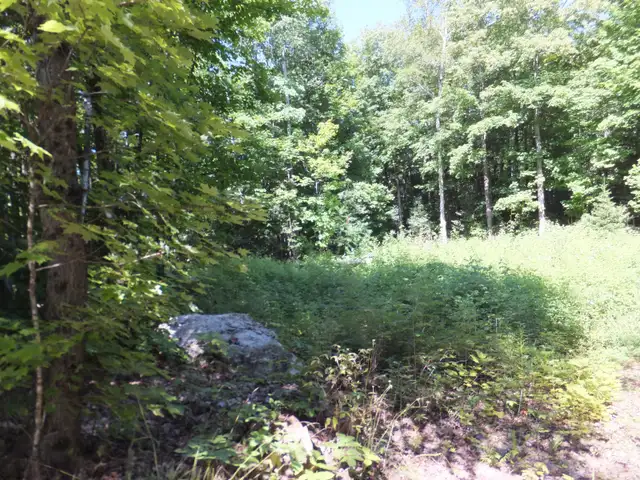 7.5 Acres Haliburton with Financing $1,170 per month - Photo 2