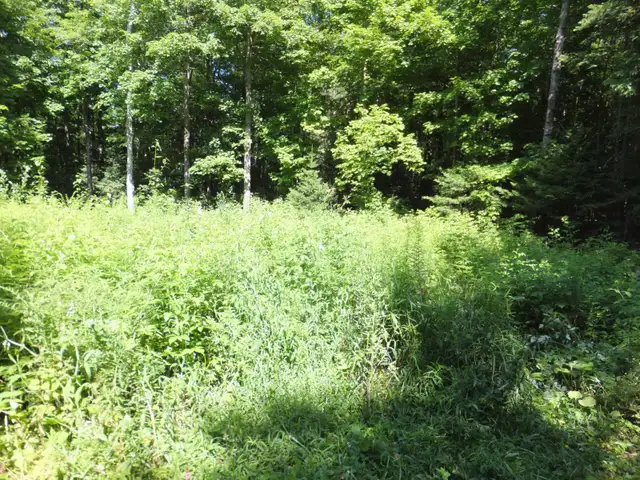 7.5 Acres Haliburton with Financing $1,170 per month - Photo 3