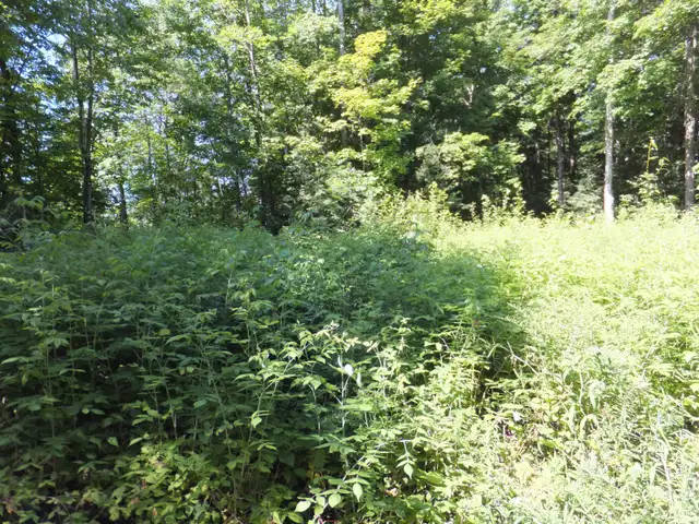 7.5 Acres Haliburton with Financing $1,170 per month - Photo 4