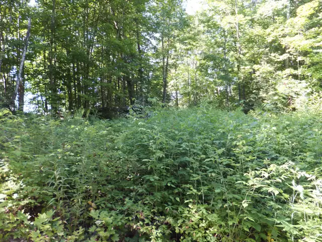 7.5 Acres Haliburton with Financing $1,170 per month - Photo 5