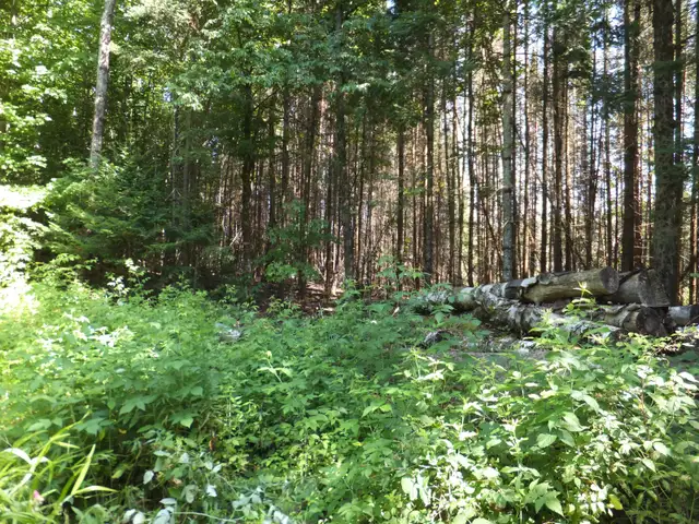 7.5 Acres Haliburton with Financing $1,170 per month - Photo 6