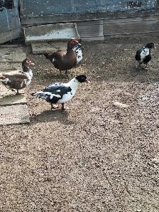 Duck , chicken and pheasant for sale - Photo 2