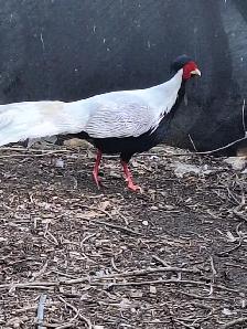 Duck , chicken and pheasant for sale - Photo 7