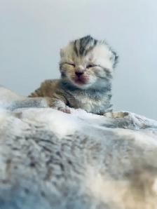 CHATON SCOTTISH TOP QUALITÉ - Photo 2