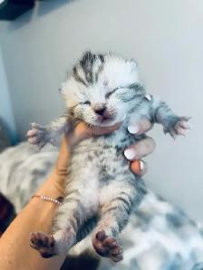 CHATON SCOTTISH TOP QUALITÉ - Photo 3