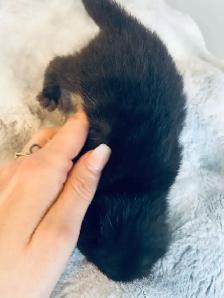 CHATON SCOTTISH TOP QUALITÉ - Photo 4