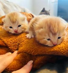 CHATON SCOTTISH TOP QUALITÉ - Photo 8