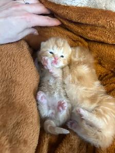 CHATON SCOTTISH TOP QUALITÉ - Photo 10