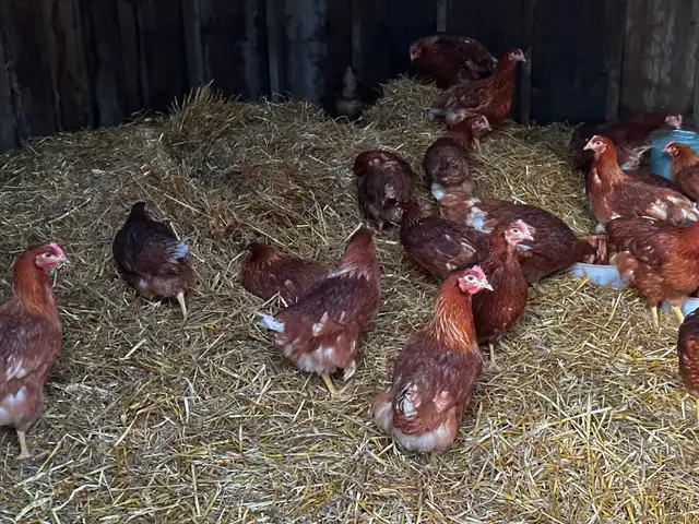 Brown laying hens