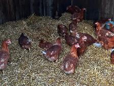 Brown laying hens