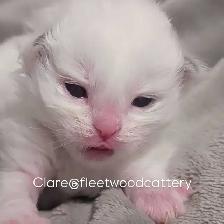 Purebred Ragdolls - Photo 2