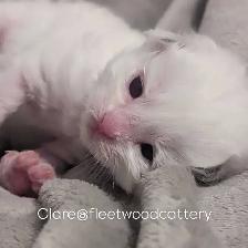 Purebred Ragdolls - Photo 3