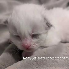 Purebred Ragdolls - Photo 4