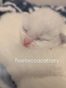 Purebred Ragdolls - Photo 5