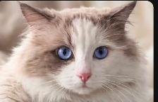 Purebred Ragdolls - Photo 7