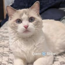 Purebred Ragdolls - Photo 8