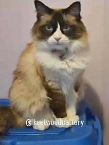 Purebred Ragdolls - Photo 9