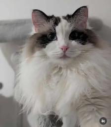Purebred Ragdolls - Photo 10