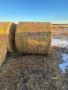 Oat Green feed - Photo 2