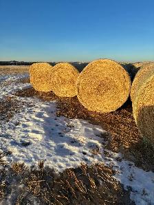 Oat Green feed - Photo 3