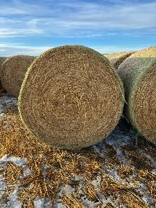 Oat Green feed - Photo 4