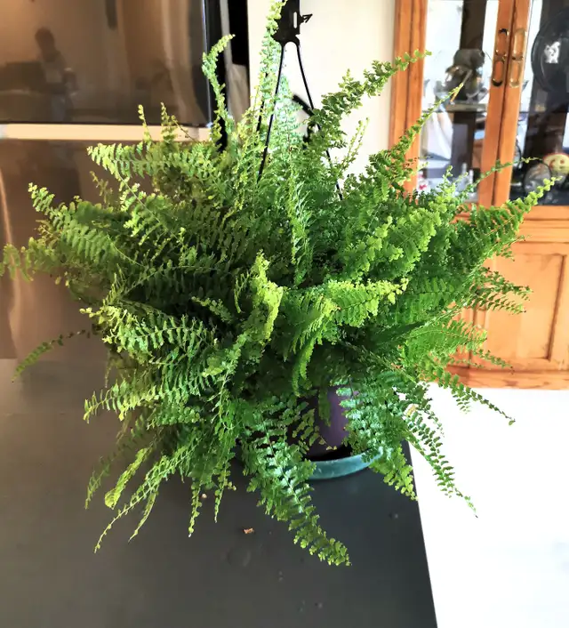 Pteris Fern - Photo 2