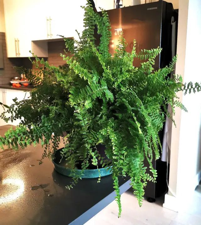Pteris Fern - Photo 4