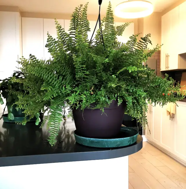 Pteris Fern - Photo 5