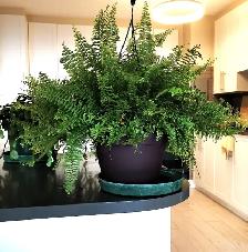 Pteris Fern - Photo 5