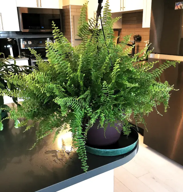 Pteris Fern - Photo 6