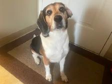 Loving old dog in need of rehoming! ASAP no cost