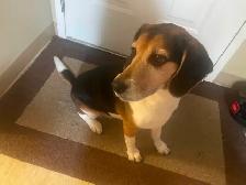 Loving old dog in need of rehoming! ASAP no cost - Photo 2