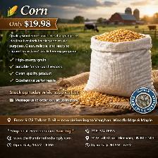 Corn (Whole) – Natural Energy for Livestock!