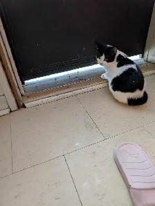 Black and white kitty