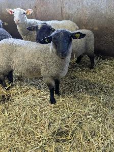 Agneaux a vendre - Photo 2