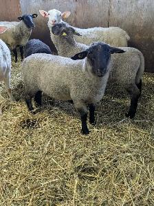 Agneaux a vendre - Photo 3