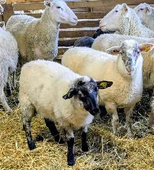 Agneaux a vendre - Photo 6