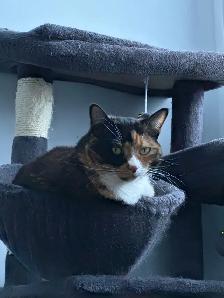 Calico Cat