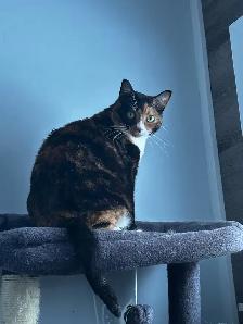Calico Cat - Photo 2