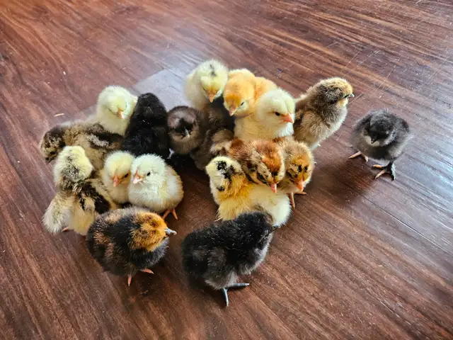 DAY OLD CHICKS & HATCHABLE RAINBOW EGGS
