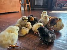 DAY OLD CHICKS & HATCHABLE RAINBOW EGGS - Photo 2