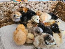 DAY OLD CHICKS & HATCHABLE RAINBOW EGGS - Photo 3